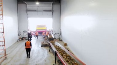 Cherkasy, Ukrayna, 1 Ekim 2019: Çalışanlar, Modern Patates depolama deposuna yerleştirmeden önce patatesleri taşıma makinesinin kayışında sınıflandırıyorlar. Çiftçilik, patates hasadı