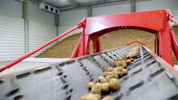 Närbild, potatis flytta på särskilda transportör maskiner bälte och passa in i ett förråd, ett lager för vinterförvaring. potatis skörd, gröda — Stockvideo