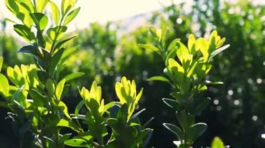 Yakın çekim, güneşte boxwood yaprakları. Sulu yeşil boxwood çalısı. Ağaç çiftliğinde satılık süs yetiştirme sandığı yetiştiriyorum. Çiftçilik, sera çiftçiliği