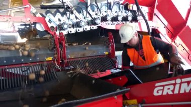 Cherkasy, Ukrayna, 1 Ekim 2019: Depoya yerleştirmeden önce patatesleri toprak ve lahanalardan ayıran çalışanlar. patates hasadı.