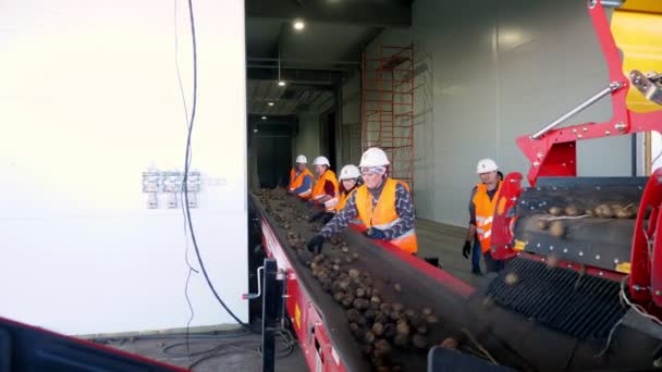 CHERKASY, UKRAINE, OCTOBER 1, 2019: Employees sort potatoes on conveyor machinery belt, before putting it into Modern Potato storage warehouse. farming, potato harvest — ストック動画