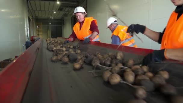 CHERKASY, UKRAINE, OCTOBER 1, 2019: Employees sorting potatoes from soil and sprouts on conveyor machinery belt, before putting it into storage warehouse. potato harvest. — ストック動画