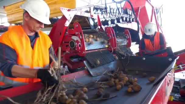 CHERKASY, UKRAINE, OUTUBRO 1, 2019: Funcionários separando batatas do solo e brotos na correia de máquinas transportadoras, antes de colocá-lo em armazém de armazenamento. colheita de batata . — Vídeo de Stock