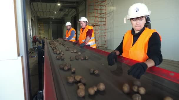 CHERKASY, UKRAINE, OUTUBRO 1, 2019: Os funcionários classificam as batatas na correia de máquinas transportadoras, antes de colocá-la no armazém de armazenamento de batatas moderno. agricultura, colheita de batata — Vídeo de Stock