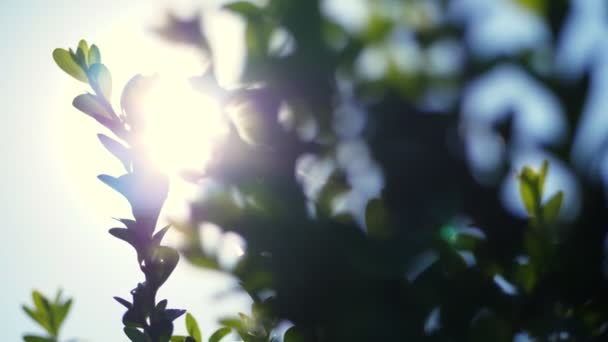 Närbild, buxbom grenar svajar i vinden mot solen, i solsken, solljus. odla prydnadsväxter vintergröna plantskola buxbom till salu på träd gård. växthusodling — Stockvideo