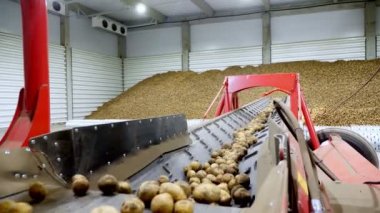 yakın çekim, Patates özel konveyör makine bant hareket ve bir depolama odasına sığacak, kış depolama için bir depo. patates hasadı, mahsul