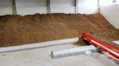 Cherkasy, Ukrayna, 1 Ekim 2019, Modern Patates deposu. Patatesleri nakil bandıyla depoya taşıma işlemi. Çiftçilik, patates hasadı