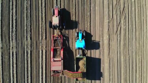 Vista superior, aero. Utilización de maquinaria en el campo agrícola durante la cosecha de la patata. La máquina recolectora de papas cava y recoge papas, descargando la cosecha en la parte trasera del camión. cálido día de otoño — Vídeo de stock