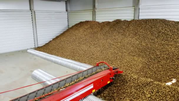 Potatis rör sig på speciella transportband och passar in i ett förråd, ett lager för vinterförvaring. Potatisskörd, gröda — Stockvideo