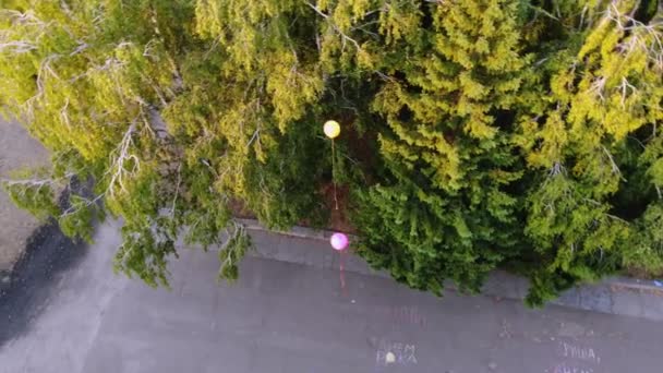 Aero, πάνω όψη. δύο πολύχρωμα μπαλόνια πετούν πάνω από το πάρκο, πάνω από τις κορυφές των πράσινων δέντρων, το ηλιοβασίλεμα, το καλοκαίρι. — Αρχείο Βίντεο
