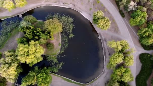 Aero, bovenaanzicht. groene bomen, wandelpaden en een meer midden in een stadspark in de zomer. — Stockvideo