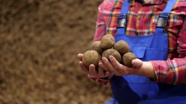 Yakın plan, çiftçilerin elleri patates deposunun arka planında bir avuç dolusu patates yumrusu tutuyor. Patates hasadı, tarım, tarım, gıda endüstrisi.