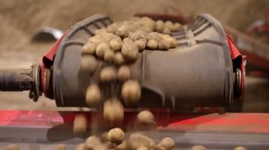 Yakın plan, depoda, taşıyıcı banttaki patates yumrusu. Patates hasadını işleme tesisine sıralamak ve taşımak. Patates deposu. gıda endüstrisi.