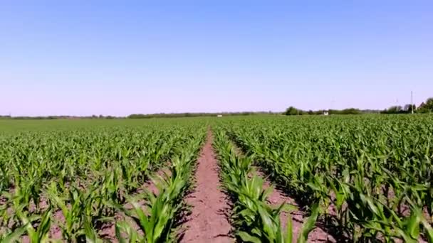 Fiatal zöld kukorica, kukorica csírák, hajtások, sorokba ültetve a mezőn a kék ég ellen. Mezőgazdaság. öko-gazdaság, mezőgazdasági vállalkozás. — Stock videók