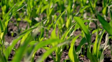Yakın plan, genç yeşil mısır filizleri filizleniyor, filizleniyor, rüzgarda sallanıyor mısır tarlasında. Sıra sıra ekilmiş mısırlar. Mısır yetiştiriyor. Tarım. eko çiftliği, tarım işletmesi.
