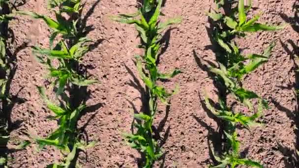 Aero, top view, young green corn, maize sprouts, shoots, planted in rows in field on background of soil, ground. Corn growing. Agriculture. eco farm, agricultural enterprise. — Stock Video