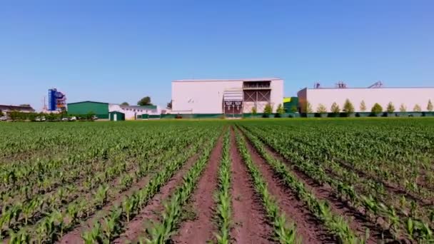 エアロ、若い緑のトウモロコシ、トウモロコシの芽、芽、大規模な農業企業を背景にフィールドに列に植えられました。トウモロコシの栽培。農業。エコファーム。夏の日 — ストック動画