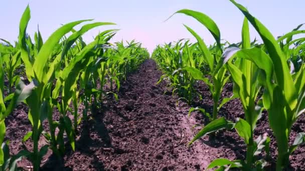 Närbild, ung grön majs, majs groddar, skott, planterade i rader i fält på bakgrund av jord, mark och blå himmel. Majs växer. Jordbruk. ekologiskt jordbruk, jordbruksföretag. — Stockvideo