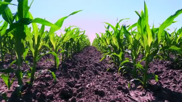 Närbild, ung grön majs, majs groddar, skott, planterade i rader i fält på bakgrund av jord, mark och blå himmel. Majs växer. Jordbruk. ekologiskt jordbruk, jordbruksföretag. — Stockvideo