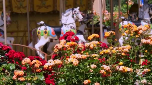 Крупним планом. красиві, квітучі троянди в парку, на тлі веселого раунду з конями для дітей. літній сонячний день у парку розваг . — стокове відео