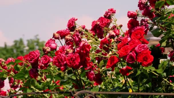 Gros plan. belles roses rouges fleuries dans le parc. journée ensoleillée d'été dans un parc d'attractions. — Video