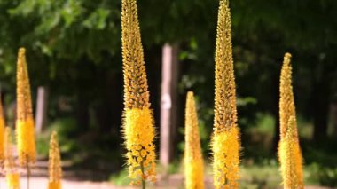 Yakın plan. Lysimachia vulgaris çiçeği ya da çayır çiçeği. Parkta ya da bahçede açan parlak sarı çiçekler. Bir sürü arı çiçeklerin etrafında uçar. Yaz güneşli bir gün