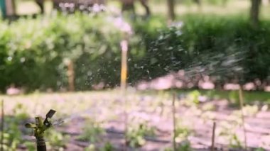 Yakın plan. Su püskürtücü. Park alanındaki sulama sistemi. Bahçedeki çiçekleri sulamak, park etmek. Yaz güneşli bir gün