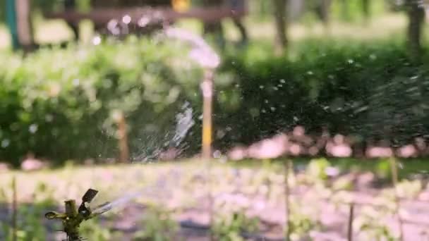 Yakın plan. Su püskürtücü. Park alanındaki sulama sistemi. Bahçedeki çiçekleri sulamak, park etmek. Yaz güneşli bir gün — Stok video