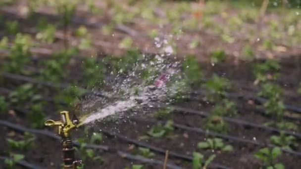 Nahaufnahme. Wassersprüher. Bewässerungssystem im Park. Pflanzen gießen im Garten, Park. Sommer sonniger Tag — Stockvideo