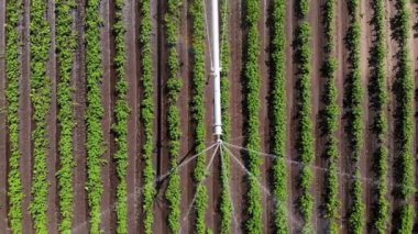 Havacılık. Üst Manzara. Sulama, sulama sistemi, patates tarlasında. Çiftçilikte modern teknolojiler. Tarım. Yaz güneşli bir gün