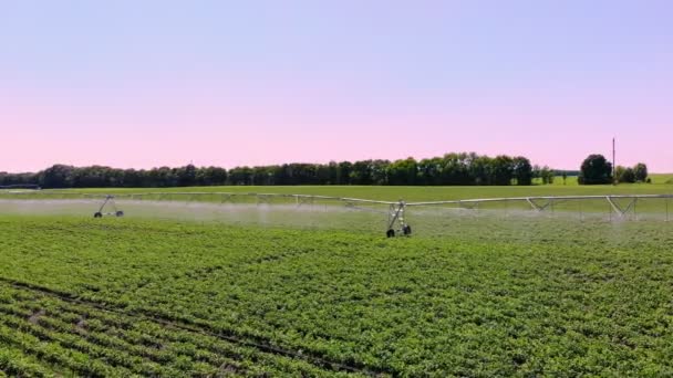 Aero. riego, sistema de riego en el trabajo, en un campo de patatas. tecnologías modernas en la agricultura. Agricultura. verano día soleado — Vídeo de stock