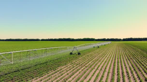 Luchtvaart. besproeiing, irrigatiesysteem aan het werk, op een aardappelveld. moderne landbouwtechnologieën. Landbouw. zonnige zomerdag — Stockvideo