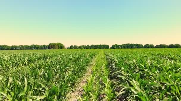 Vista aérea do campo de milho no dia de verão claro. Campo de agricultores de milho híbrido jovem, esquema de semeadura 3 em 4. Conceito de agricultura, colheita e exploração. Cultivo de milho  . — Vídeo de Stock