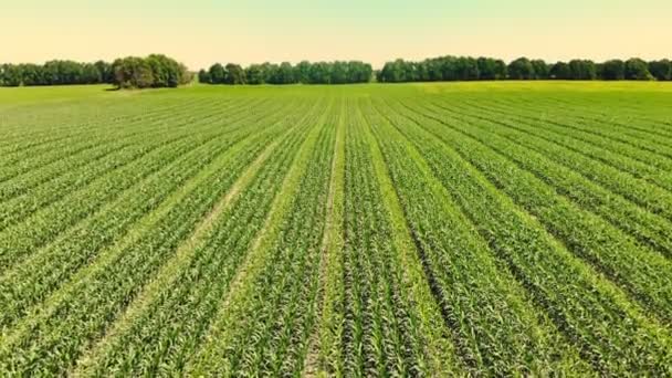 Vista aerea del campo di mais in giornata limpida estate. Coltivatori campo di mais ibrido giovane, schema di semina 3 su 4. Agricoltura, raccolto e concetto di fattoria. Coltivazione di mais . — Video Stock