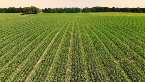 맑은 여름날 옥수수 밭의 전경. 농부들 이 재배하는 잡종 옥수수, 4 장에 3 장을 심는다. 농업, 추수, 농업이라는 개념입니다. 옥수수 재배 . — 비디오