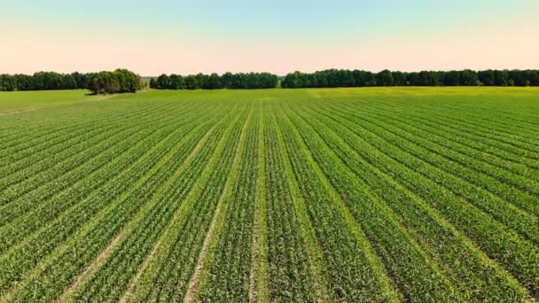 Letecký pohled na kukuřičné pole za jasného letního dne. Zemědělské pole mladé hybridní kukuřice, režim výsevu3 na4. Zemědělství, sklizeň a zemědělská koncepce. Pěstování kukuřice . — Stock video