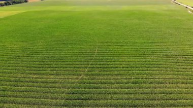 Açık yaz gününde mısır tarlasının havadan görünüşü. Genç melez mısırların çiftçi tarlası, 3. ve 4. planlar. Tarım, hasat ve tarım kavramı. Büyüyen mısır .