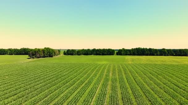 Vista aérea do campo de milho no dia de verão claro. Campo de agricultores de milho híbrido jovem, esquema de semeadura 3 em 4. Conceito de agricultura, colheita e exploração. Cultivo de milho  . — Vídeo de Stock