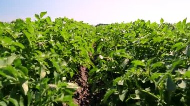 Yakın plan. Beyaz çiçekli patates bitkileri. Tarlada sıra sıra dikilmiş yeşil çiçekli patates çalıları. Patates yetiştirme, mahsul yetiştirme. Ziraat. Yaz güneşli bir gün.