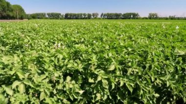 Beyaz çiçekli patates bitkileri. Tarlada sıra sıra dikilmiş yeşil çiçekli patates çalıları. Patates yetiştirme, mahsul yetiştirme. Ziraat. Yaz güneşli bir gün.