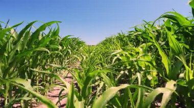 Açık yaz gününde mısır tarlasına yakın çekim. Genç melez mısırların çiftçi tarlası, 3. ve 4. planlar. Tarım, hasat ve tarım kavramı. Büyüyen mısır .