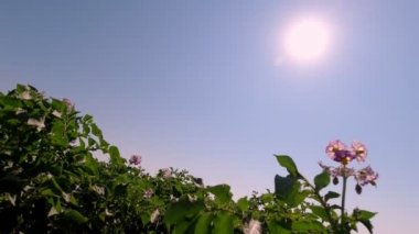 Yakın plan, sulu, yeşil, çiçek açan patates çalıları mavi gökyüzüne ve parlak öğle güneşine karşı. Tarım, tarım..