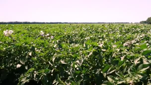 Картофель в белом цвете. Зеленые цветущие картофельные кусты, посаженные рядами на фермерском поле. Картофель, урожай. сельское хозяйство. летний солнечный день. — стоковое видео
