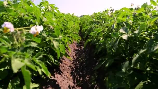 Närbild. Potatisväxter i vit blom. Gröna blommande potatisbuskar planterade i rader på ett åkerfält. Potatisodling, gröda. jordbruk. sommar solig dag. — Stockvideo