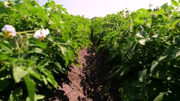 Yakın plan. Beyaz çiçekli patates bitkileri. Tarlada sıra sıra dikilmiş yeşil çiçekli patates çalıları. Patates yetiştirme, mahsul yetiştirme. Ziraat. Yaz güneşli bir gün. — Stok video