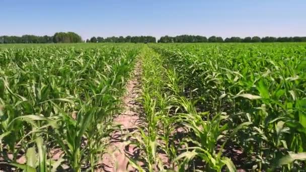 Campo de milho no dia de verão claro. Campo de agricultores de milho híbrido jovem, esquema de semeadura 3 em 4. Conceito de agricultura, colheita e exploração. Cultivo de milho  . — Vídeo de Stock