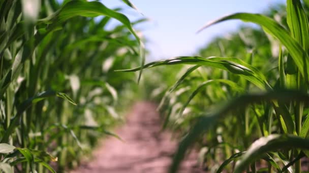 Крупный план, сочные зеленые листья, стебли молодой кукурузы, раскачивающиеся на ветру. молодая гибридная кукуруза высевается рядами, схема 3 на 4, на фермерском поле. Выращиваю кукурузу. Сельское хозяйство Лето — стоковое видео