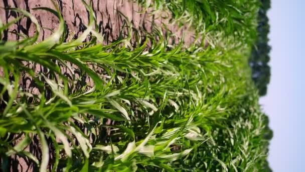 Вертикальное видео для смартфона. сочные зеленые листья, стебли молодой кукурузы, раскачивающиеся на ветру. молодая гибридная кукуруза высевается рядами, схема 3 на 4, на фермерском поле. Выращиваю кукурузу. Сельское хозяйство Лето — стоковое видео