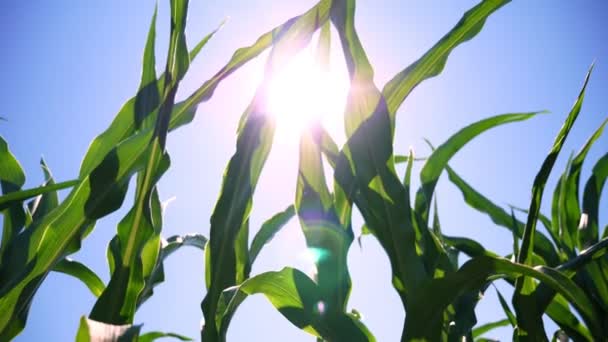 Primer plano, jugosas hojas verdes, tallos de maíz joven se balancean en el viento contra el cielo y el sol brillante del mediodía — Vídeos de Stock