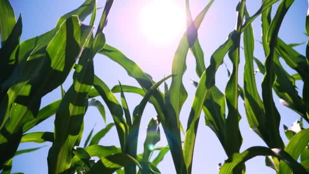 Primer plano, jugosas hojas verdes, tallos de maíz joven se balancean en el viento contra el cielo y el sol brillante del mediodía — Vídeos de Stock